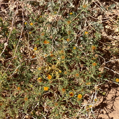 Asteriscus graveolens