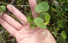 Centella eriantha