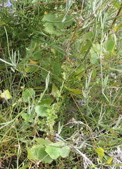 Centella eriantha