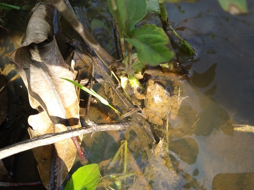Natal Puddle Frog