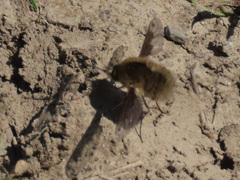 Bombylius fimbriatus