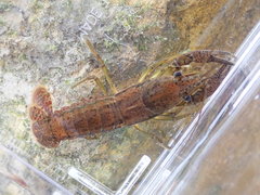 Procambarus fallax