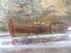 Procambarus fallax