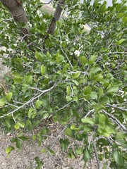 Condalia hookeri