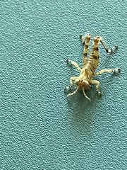 Melanoplus punctulatus