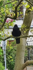 Corvus corone