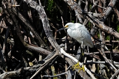 Egretta thula image