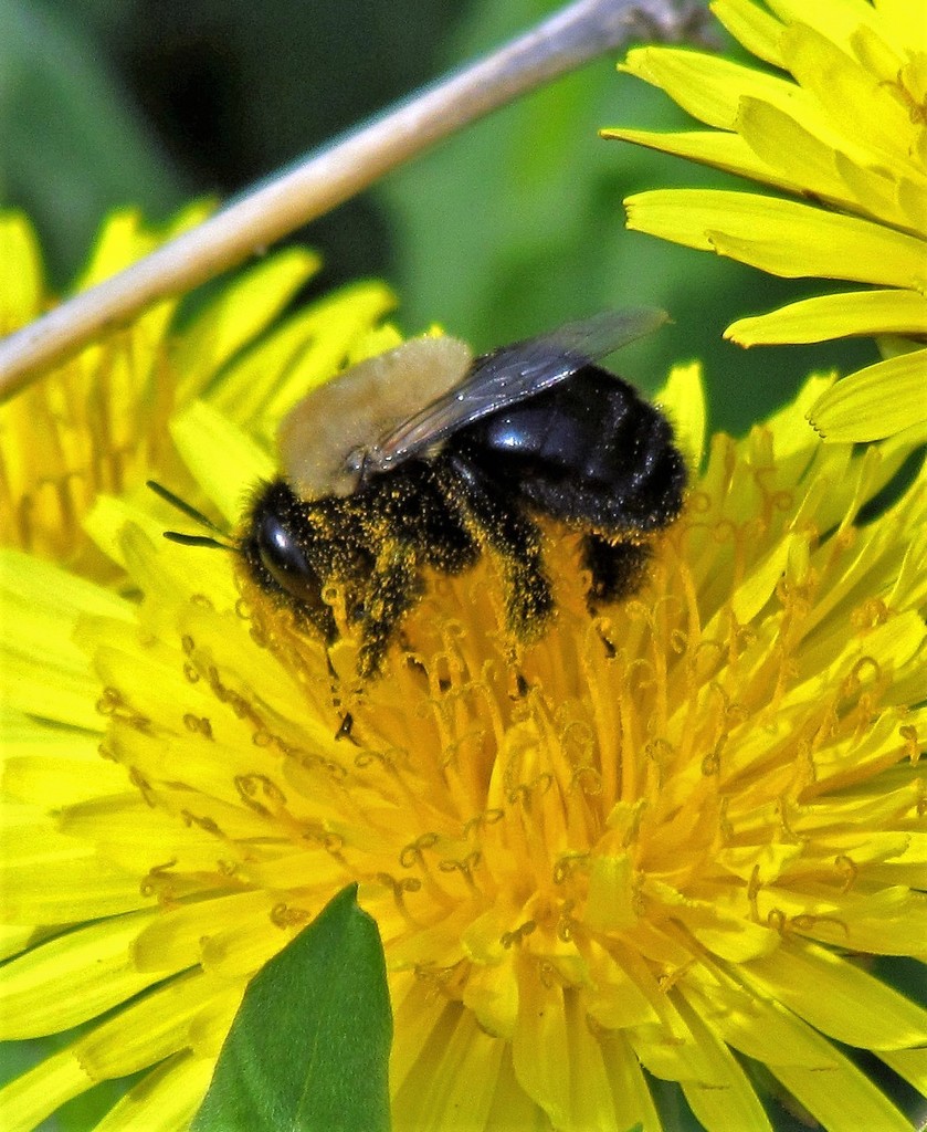 Centris cineraria