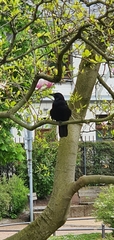 Corvus corone