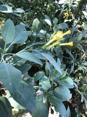 Nicotiana glauca