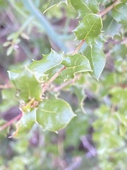 Quercus cedrosensis