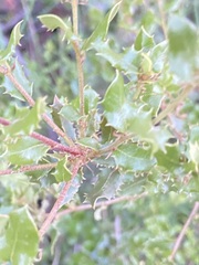 Quercus cedrosensis