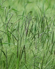 Alopecurus myosuroides