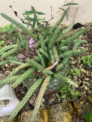 Trichocereus camarguensis