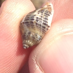 Acanthinucella
