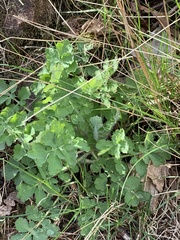 Chelidonium majus