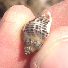Acanthinucella