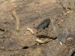 Thoracophorus costalis