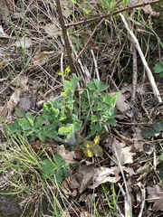 Chelidonium majus