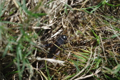 Gryllus texensis