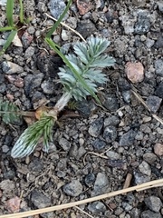 Argentina anserina