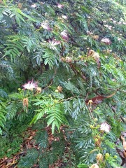Calliandra pittieri