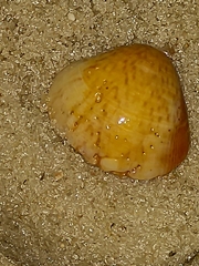 Anomalocardia flexuosa