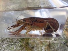 Procambarus fallax