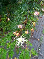Calliandra pittieri