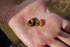 Planorbarius corneus