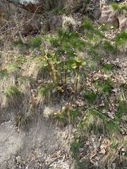 Reynoutria japonica