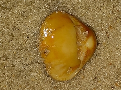 Anomalocardia flexuosa