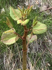 Reynoutria japonica