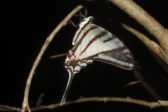 Protographium epidaus