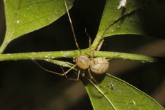 Scytodes itzana