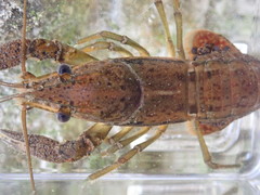 Procambarus fallax
