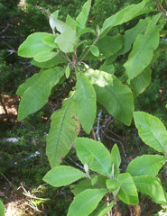 Brachyglottis hectorii