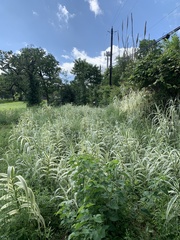 Arundo donax versicolor
