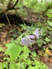Hydrophyllum appendiculatum