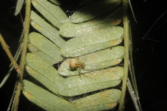 Theridion hispidum