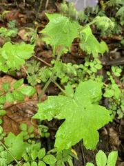 Hydrophyllum appendiculatum