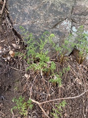 Dryopteris filix-mas