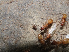 Myrmecophilus pergandei