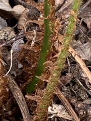 Dryopteris filix-mas