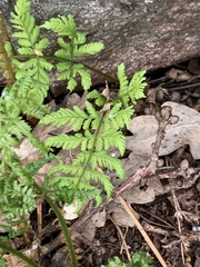 Dryopteris filix-mas