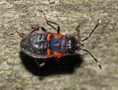 Delacampius lateralis