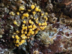 Heteropora pacifica