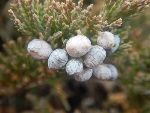 creeping juniper