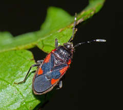 Delacampius lateralis
