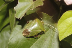 Edessa olivacea